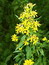 Solidago virgaurea, Goldrute, Färbepflanze Solidago virgaurea, Goldrute, Färbepflanze, Färberpflanze, Pflanzenfarben, färben, Klostergarten Seligenstadt